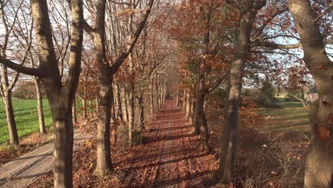 Aerial-descending-movement-starting-from-the-autumn-coloured-tree-tops-going-all-the-way-down-to-the-with-fallen-leafs-filled-dirt-road-below-lit-by-a-Dutch-afternoon-low-winter-sun