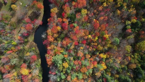 Birds-Eye-Aerial-View-of-Autumn-Forest-With-Flashy-Colors-and-River-in-American-Countryside,-Top-Down-Drone-Shot