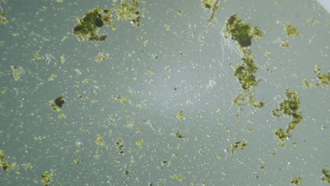 Organismos-Unicelulares-Y-Algas-Bajo-Microscopio-De-Aumento-Muestra-De-Agua-Dulce
