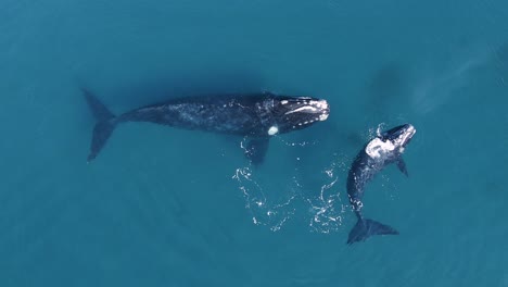 Aerial,-top-down,-drone-view-of-Southern-Right-Whales,-at-Península-Valdés-in-Patagonia,-UNESCO-World-Heritage-site---Golfo-Nuevo
