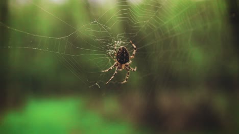 Small-spider-sitting-on-his-web-with-a-forest-background