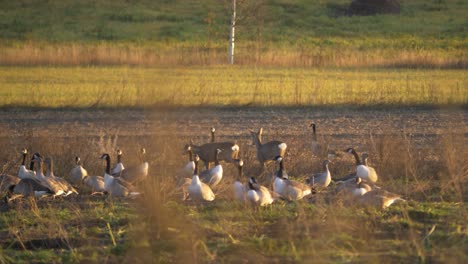 Flock-of-Geese-grazing-on-empty-grass-field-being-disturbed-by-curious-white-tailed-deer---Wide-Pan-shot