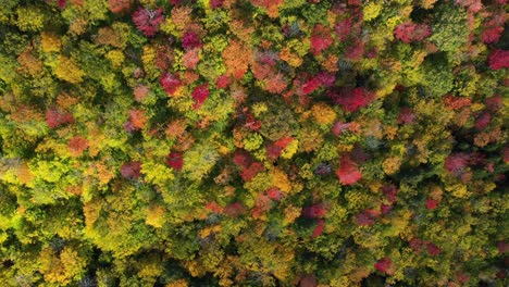 Birds-Eye-Aerial-View-of-Vivid-Forest-Display-at-Peak-of-Fall,-Colorful-Foliage-on-Sunny-Autumn-Day,-Top-Down-Drone-Shot