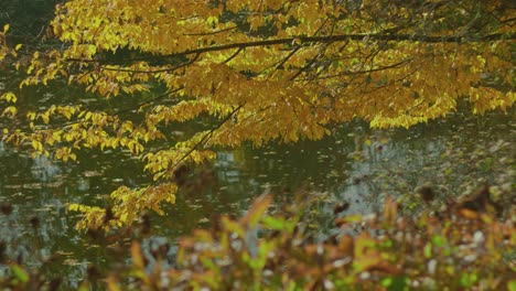 autumn-trees-reflected-on-lake-on-bright-light-with-focus-pull-falling-leaves