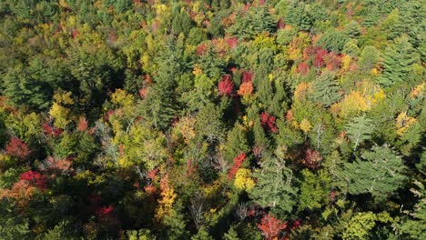 Aerial-View-of-Sunny-Colorful-Forest-Display-on-Fall-Peak-in-Countryside-of-New-England-USA