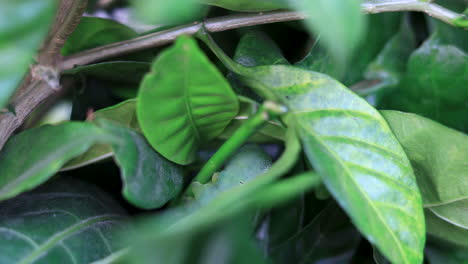 Closeup-Oleander-hawk-moth--camouflaged-on-a-leaf