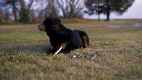 Pet-rotweiler-laying-down-on-grass-on-farm