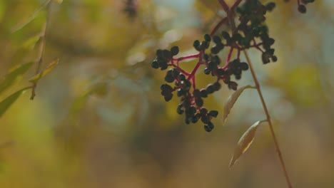 close-up-autumn-tree-and-leaves-with-shallow-depth-of-field-slow-motion
