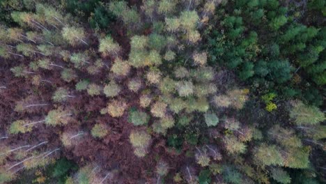Seasonal-forest-colors-in-early-autumn-aerial-view