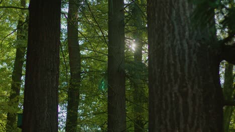 Pinienwald-Im-Herbst-Mit-Sonneneruptionen-In-Zeitlupe