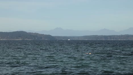 Person-Swimming-At-Alki-Beach-With-Rippling-Waves-On-A-Sunny-Day-In-Seattle,-Washington