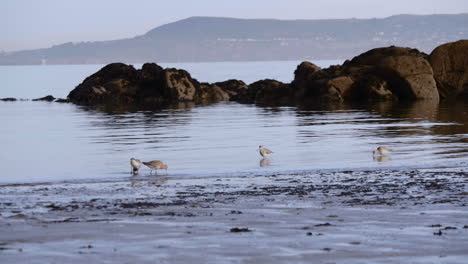 Schwarm-Wandernder-Schnepfenvögel-Auf-Dem-Ruhigen-Wasserozean-Mit-Seestapel-Durch-Nebligen-Morgen-In-Südirland-In-Der-Nähe-Von-Dublin