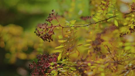 Nahaufnahme-Herbstbaum-Und-Blätter-Mit-Geringer-Schärfentiefe-In-Zeitlupe