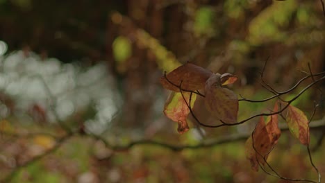 Herbstbaumast-Mit-Wasserunschärfe-Auf-Der-Hintergrundzeitlupe