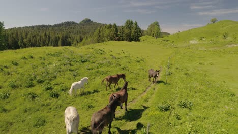 Drone-tracking-of-wild-horses-in-the-mountain-in-summer