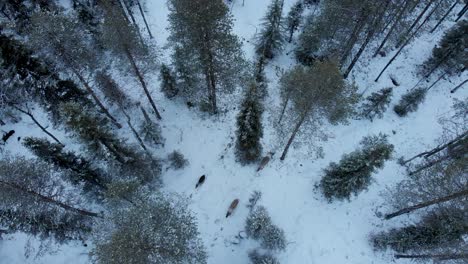 Sami-Reindeer-Herd-dodging-through-spruce-snow-capped-forest-in-Sweden---Bird's-eye-view-Aerial-wide-shot