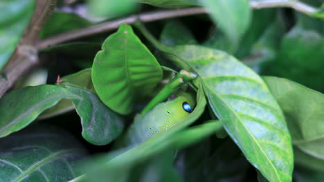 Closeup-Oleander-hawk-moth-,-aka-Daphnis-nerii-camouflaged-on-a-leaf