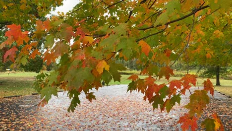 Die-Schönen-Herbstblätter-Wehen-An-Einem-Herbsttag-Im-Wind