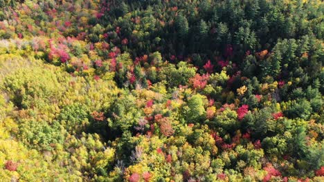 Birds-Eye-Aerial-View-of-Sunny-Colorful-Autumn-Dense-Forest-in-Rural-Countryside-Landscape,-New-England,-New-Hampshire-USA,-Drone-Shot