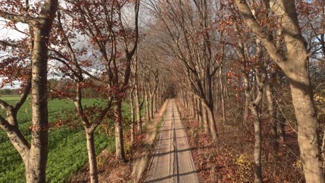 Slow-aerial-backward-movement-and-tilt-down-showing-a-sandy-country-dirt-road-with-autumn-coloured-lane-of-trees-lit-by-a-Dutch-afternoon-low-winter-sun