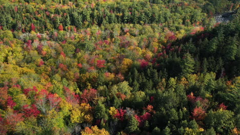 Aerial-View,-Thick-Vivid-Forest-With-Colorful-Flashy-Foliage-on-Sunny-Autumn-Day