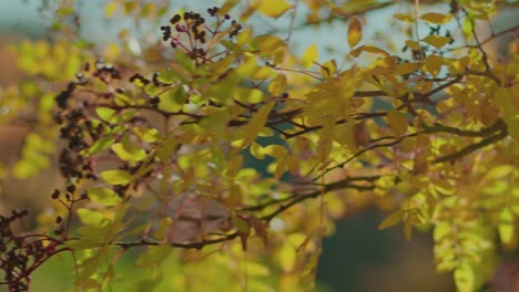 Nahaufnahme-Herbstbaum-Und-Blätter-Mit-Geringer-Schärfentiefe-In-Zeitlupe