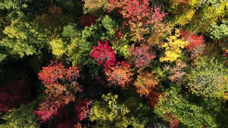 Birds-Eye-Aerial-View-of-Flashy-Tree-Colors-on-Sunny-Autumn-Day