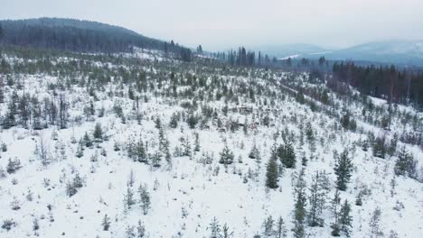 Top-view-of-small-group-of-Nordic-Reindeer-lost-amidst-Snowy-Landscape---Aerial-static-shot