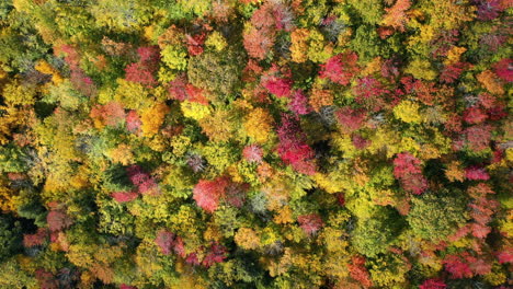 Vivid-Fairy-Tale-Forest-Landscape-on-Sunny-Autumn,-Birds-Eye-Aerial-View