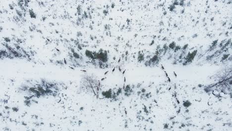 Migrating-Lapland-Deer-traversing-Nordic-Frozen-land-in-Sweden---Birds-eye-Aerial-wide-shot-view