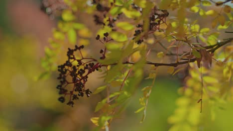 close-up-autumn-tree-and-leaves-with-shallow-depth-of-field-slow-motion