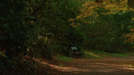 forest-trail-autumn-light-with-lonely-bench