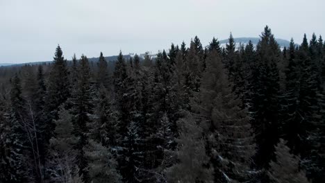 Dark-eerie-Lapland-Nordic-Alpine-forest-edge,-in-Sweden---Aerial-Low-fly-over-shot