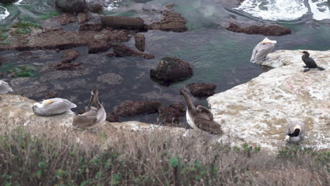 Eine-Gruppe-Von-Pelikanen,-Die-Sich-Auf-Einer-Klippe-Am-Meeresstrand-Pflegen-Und-Schlafen,-Während-Die-Flutwellen-Auf-Den-Felsen-Des-Gezeitenpools-Steigen---La-Jolla,-Kalifornien---4k