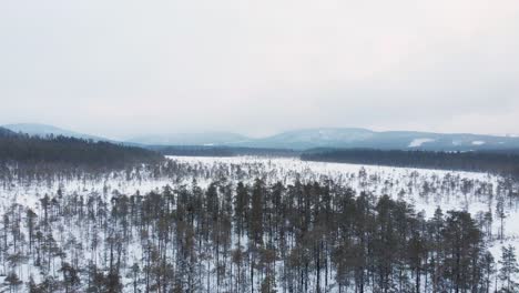 Bosque-Cubierto-De-Nieve-De-Abeto-Disperso-Esparcido-Por-La-Laponia-Congelada---Sobrevuelo-Aéreo-Plano-General