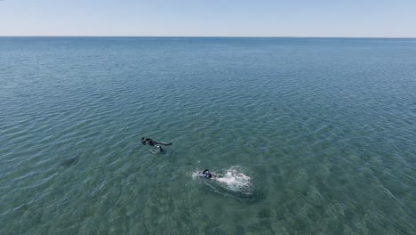 Two-People-In-Wetsuits-Swimming-In-The-Rippling-Blue-Sea-In-Villarino-Beach-On-A-Sunny-Day---aerial
