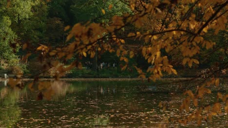 autumn-tree-branch-at-lake-side-out-of-focus-with-people-at-the-background-at-the-lake