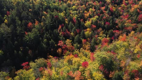 Filmische-Luftaufnahme-Des-Magischen-Lebendigen-Waldes-An-Einem-Sonnigen-Herbsttag