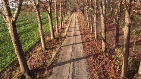 Aerial-slow-backward-movement-with-a-country-dirt-road-with-marks-in-the-sand-and-tilting-up-to-reveal-the-lane-of-autumn-coloured-tree-tops-lit-by-a-Dutch-afternoon-low-winter-sun