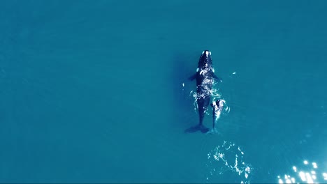 Southern-Right-Whales---Mother-And-Calf-Swimming-In-The-Bright-Blue-Sea-In-Slow-Motion---aerial-top-down