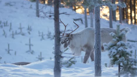 Side-view-of-caribou-bull,-reindeer-walking-in-deep-cold-snow-during-sunset-in-Lappland,-Sweden