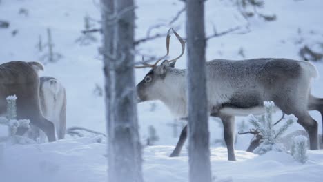 Side-view-of-two-caribou,-reindeer-walking-in-deep-cold-snow-in-Lappland,-Sweden