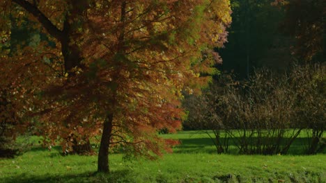 Bäume-Im-Herbst-Spiegelten-Sich-Auf-Dem-See-Bei-Hellem-Licht-Mit-Fokuszug-Wider