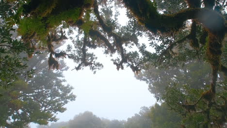 Walking-In-A-Moody-Scenic-Autumn-Forest,-Looking-Up-On-Dark-Treetops-surrounded-by-mist