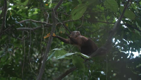 Mono-Capuchino-Comiendo-Flores-En-Un-árbol-En-El-Parque-Tayrona,-Colombia