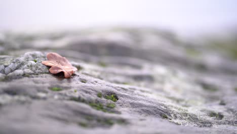 Shallow-depth-of-field-of-an-Autumn-leaf-lying-on-top-of-some-rocks-with-algae-on-them