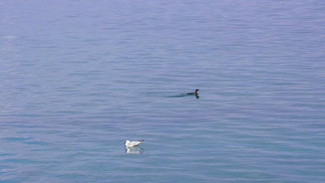 Gull-and-wild-duck-swimming-on-calm-water-of-lake