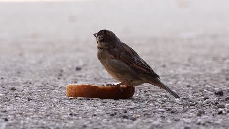 Sparrow-eating-crumbs-from-a-piece-of-bread-on-city-street