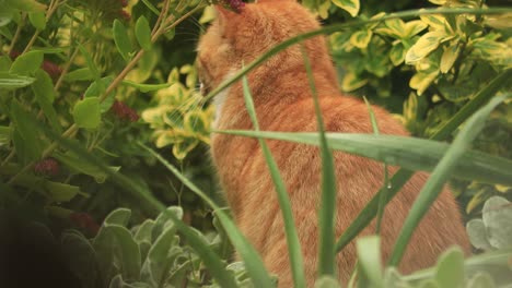 Closeup-of-attentive-orange-young-female-cat-patiently-sitting-in-garden-vegetation-with-ears-moving-to-listen-to-every-sound,-suddenly-looking-back-at-the-camera-and-jumping-towards-the-foreground