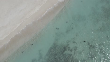 Muchas-Tortugas-Marinas-Verdes-Copulando-Y-Nadando-En-Aguas-Transparentes-Azules-Del-Océano-índico,-Vista-Aérea-De-La-Parte-Superior-De-Australia-Occidental-Exmouth